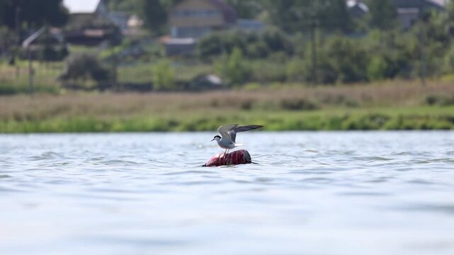 Common Tern balancing on a buoy with wings spread over lake water, slow motion