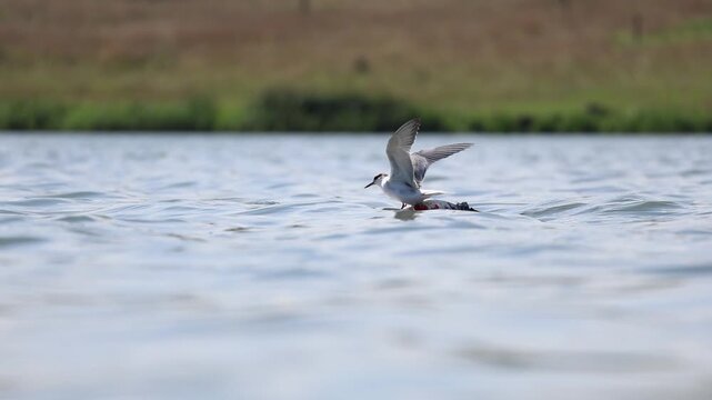 Common Tern balancing on floating buoy and spreading wings above lake, slow motion