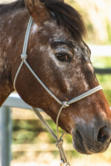 Brown Horse Head Close Up Wearing Rope Halter in Kobe Animal Kingdom Japan, Domestic Horse Profile Portrait © Alexandr