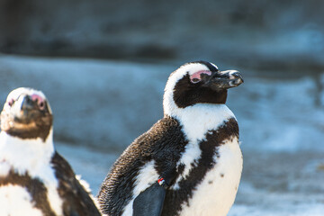 Naklejka premium African Penguin Side Profile in Kobe Animal Kingdom Japan, Black-Footed Penguin Half Body Shot