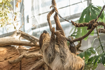 Fototapeta premium Two-Toed Sloth Climbing Rope Branch Upside Down in Kobe Animal Kingdom Japan, Tropical Mammal Active Motion