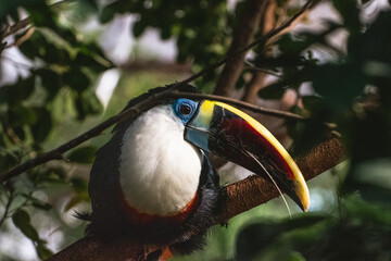 Obraz premium White-Throated Toucan Profile Close Up in Kobe Animal Kingdom Japan, Colorful Tropical Bird Headshot