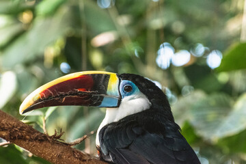Obraz premium White-Throated Toucan Profile Close Up in Kobe Animal Kingdom Japan, Colorful Tropical Bird Headshot