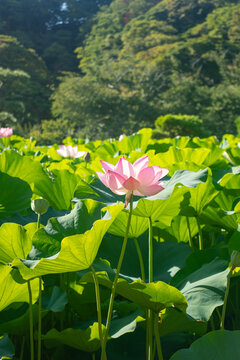 Delicate Pink Lotus Flowers Among Green Leaves