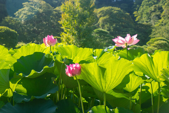 Delicate Pink Lotus Flowers Among Green Leaves
