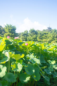 Pink Lotus Flowers Blooming in a Sunlit Pond