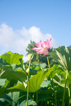 Pink Lotus Flowers Blooming in a Sunlit Pond