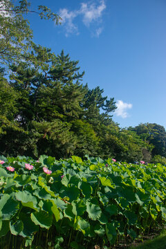 Pink Lotus Flowers Blooming in a Sunlit Pond