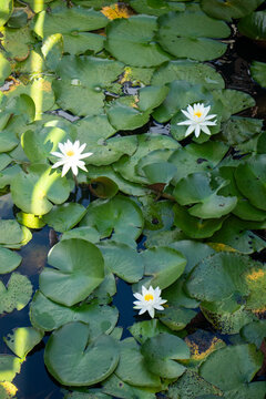 White Water Lilies Floating on a Pond