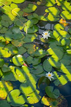 White Water Lilies Floating on a Pond