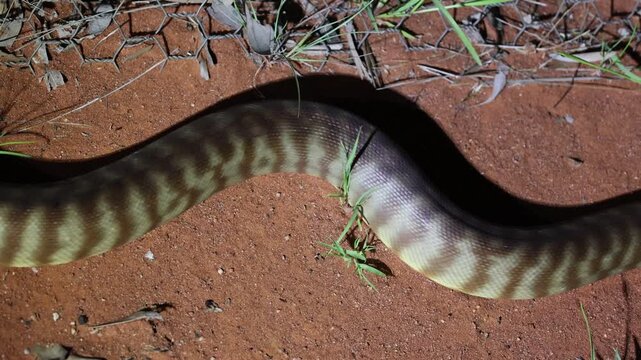 Woma Python