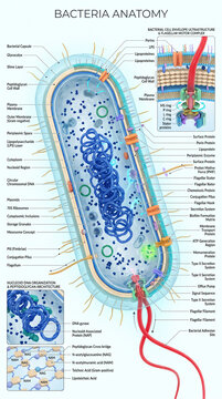 Detailed anatomical diagram of a gram negative bacterial cell showing organelles protein structures and complex flagellar motor machinery on white