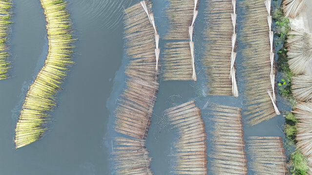 Jute bundles float on Bortir Bil in rural India, reflecting traditional livelihoods and sustainable agriculture. Jute, a natural biodegradable fiber, offers an eco-friendly alternative to plastic. 