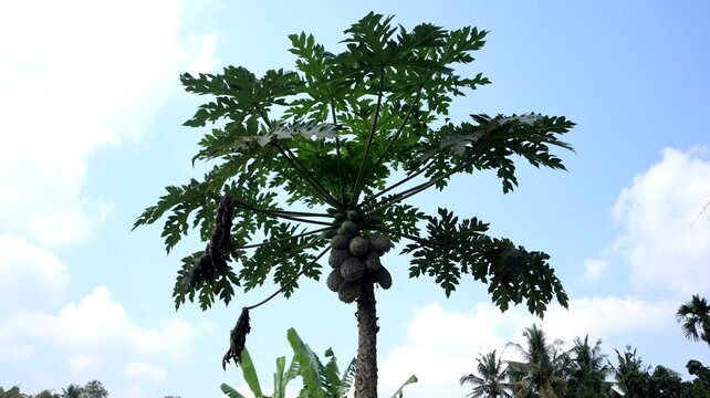 Papaya fruit on a tree eaten by pests. Papaya infected with fruit bugs