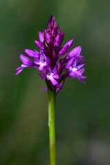Obraz premium Pyramiden-Hundswurz // Pyramidal orchid (Anacamptis pyramidalis)
