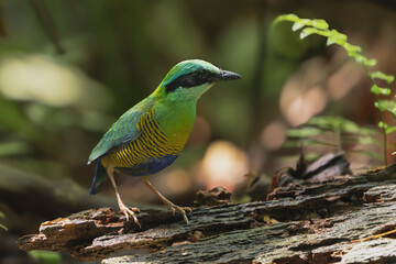 Obraz premium A Bar-bellied Pitta (Hydrornis elliotii) perched on a decaying log in Cat Tien National Park, Vietnam, featuring vibrant green feathers and black-barred yellow underparts.