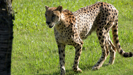 Cheetah Walking Across a Sunny Green Grass Field in Profile View © blueringmedia