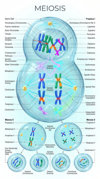 Meiosis cellular division process showing biological phases of chromosomal segregation and genetic recombination within developing human germ cells for education