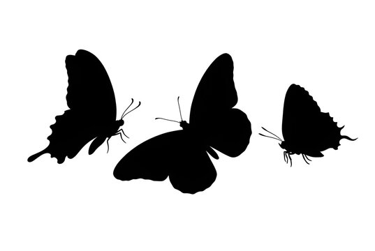 butterfly vector illustration