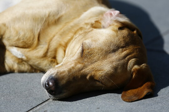 Sleeping Dog Rests Peacefully in Warm Sunlight.