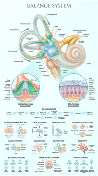 Detailed anatomical illustration showing the complex human balance system including vestibular structures inner ear canals and essential sensory hair cells