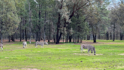 Obraz premium Zebra Herd Grazing in Open Grass Field Near Forest