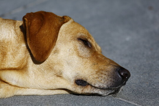 Sleeping Tan Dog Rests Peacefully in Sunlight.
