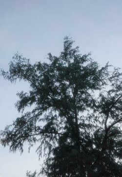 Casuarina equisetifolia is a medium to large-sized evergreen tree