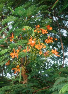 The Thai peacock flower tree is a small, evergreen shrub with bright orange flowers and green seed pods hanging down from its branches