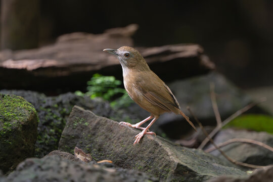 Abbott's babbler (Malacocincla abbotti) perched on mossy rocks in Cat Tien National Park, Vietnam. Wildlife photo of tropical rainforest bird.