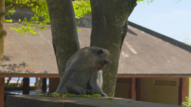 Gray monkey sits near tree trunk enjoying dan relaxing . It rests calmly. Sunlit scene includes wooden railing and roof. Background shows lush green trees and clear sky