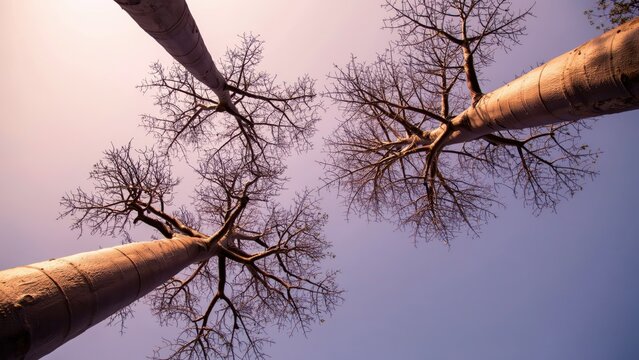Low angle view of baobab trees against a clear sky. Nature background.
