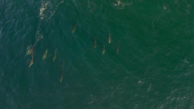 Aerial drone footage of a pod of common dolphins moving rapidly through the Indian Ocean while searching for sardines during the annual Sardine Run off South Africa's Wild Coast.