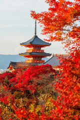 Naklejka premium Iconic Kiyomizu-dera pagoda with red maple leaf in autumn, Kyoto