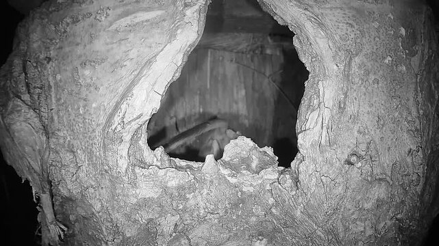 Gartenschl&auml;fer sitzt in Baumh&ouml;hle (Eliomys quercinus)