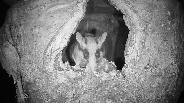 Gartenschl&auml;fer sitzt in Baumh&ouml;hle (Eliomys quercinus)