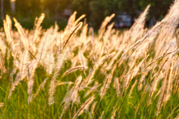 Cogon grass meadow against sunrise light, Bangkok