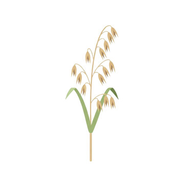 Simple vector illustration of a golden oat stalk, a vital grass element symbolizing healthy agriculture, natural growth, and wholesome food harvests