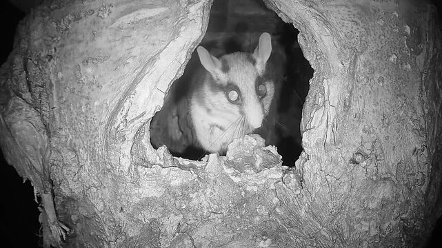 Gartenschl&auml;fer sitzt in Baumh&ouml;hle (Eliomys quercinus)