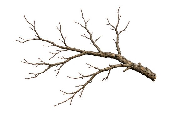 Isolated bare tree branch on white background.