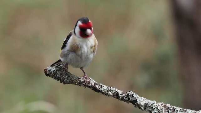 Stieglitz auf Ast (Carduelis carduelis)