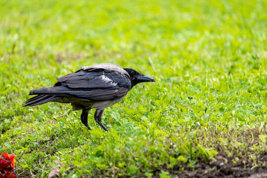 Hooded crow searching for food on vibrant green grass in a park