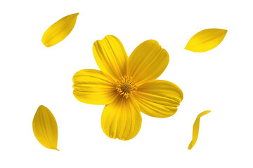 Fototapeta premium Bright yellow flower surrounded by falling petals