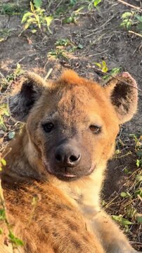 Spotted hyena resting on the ground in the wild