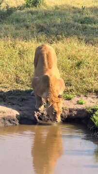 Wild lioness drinking water from a pond in the savanna