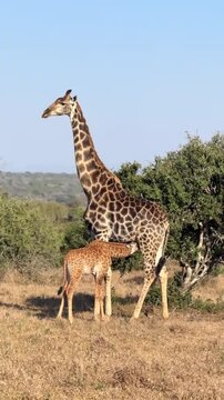 Tender moment of giraffe mother and baby feeding together in nature