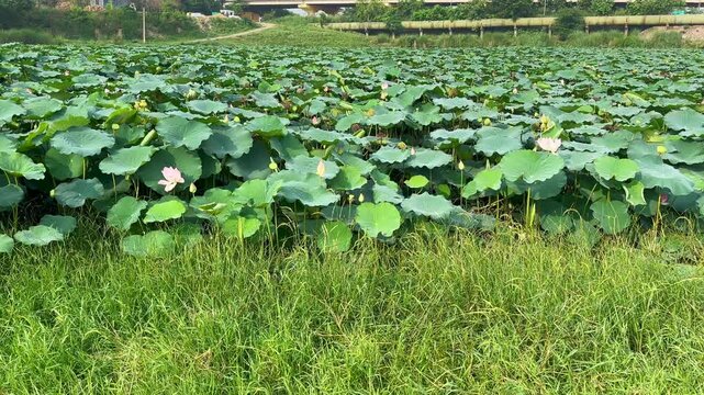 Lotus plants of indian lotus in a pond in monsoon. they grow so fast in pond in water. also known india's national flower"lotus"	