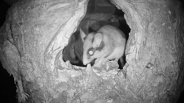 Gartenschl&auml;fer sitzt in Baumh&ouml;hle (Eliomys quercinus)