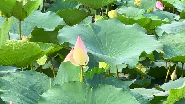 Lotus plants of indian lotus in a pond in monsoon. they grow so fast in pond in water. also known india's national flower"lotus"	