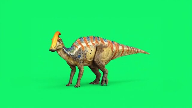 Realistic Parasaurolophus dinosaur on green screen background.